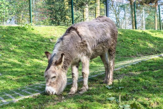 Donkey on a green meadow eating grass.