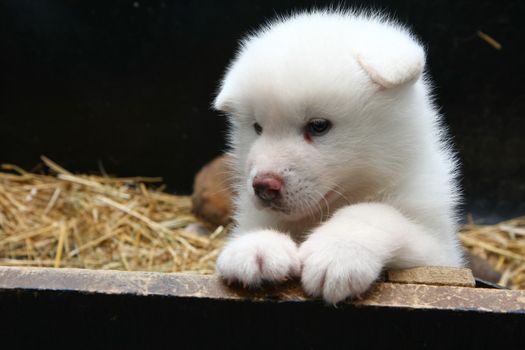Cute  newborn Akita Inu puppy