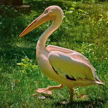 Pink Pelican Walking by the Green Grass