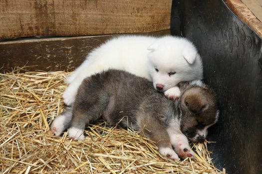 Cute  newborn Akita Inu puppies resting after game