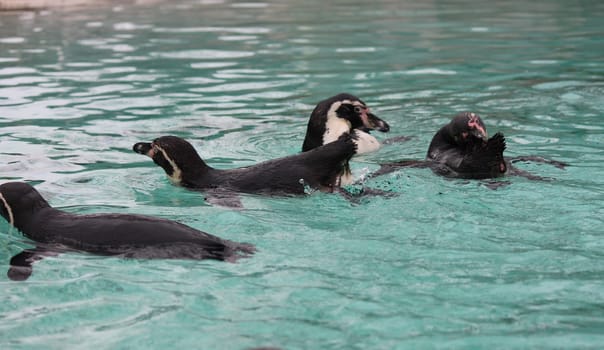 Humboldt Penguin (Spheniscus humboldti) swims