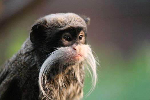 Emperor Tamarin monkey on branch mustache 