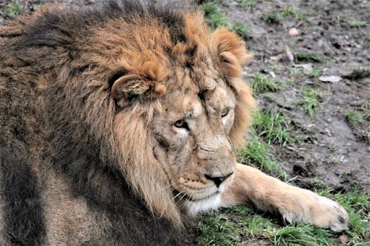 Asiatic lion close up rare and endagered golden