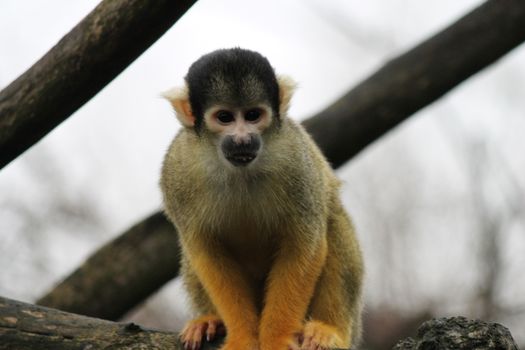 monkey squirrel black capped 