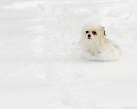 Little dog is making a trail through the snow