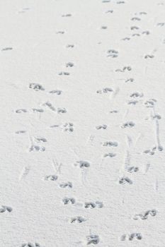 Hunting an animal that leaves prints in the snow