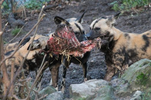 African hunting dog pack eating horse carcas tearing apart