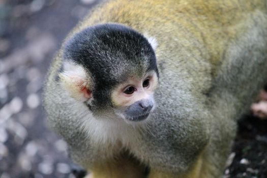 monkey squirrel black capped 