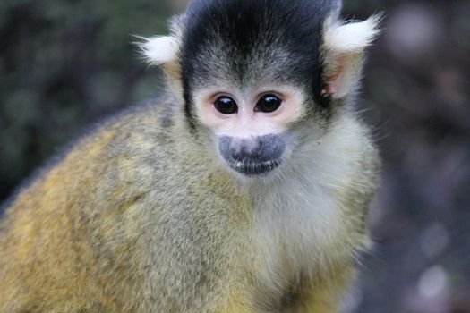 monkey squirrel black capped 