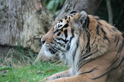 Sumatran Tiger rare and endagered tiger