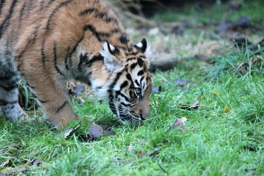 cub Sumatran Tiger rare and endagered tiger