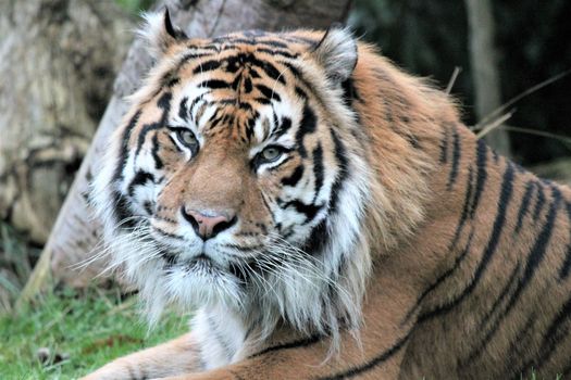 Sumatran Tiger rare and endagered tiger