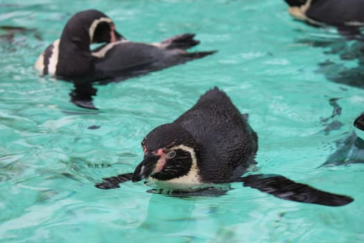 Humboldt Penguin (Spheniscus humboldti) swims