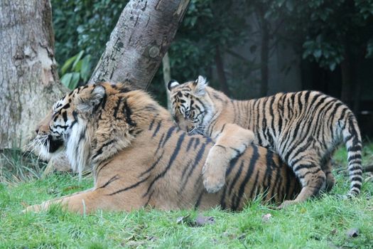 Sumatran Tiger cub rare and endagered tiger
