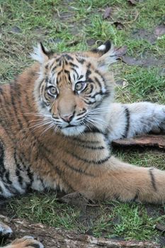 Sumatran Tiger rare and endagered tiger