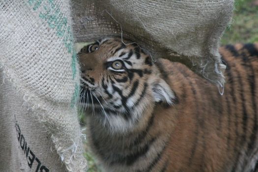 Sumatran Tiger rare and endagered tiger