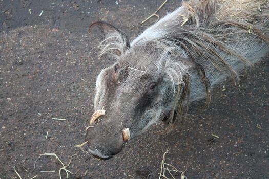 warthog from Africa with pair curved tusks