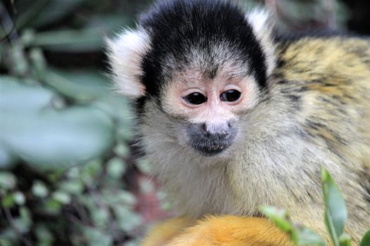 monkey squirrel black capped 