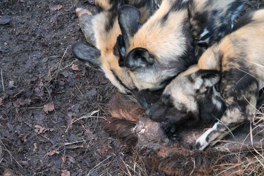 African hunting dog pack eating horse carcas tearing apart
