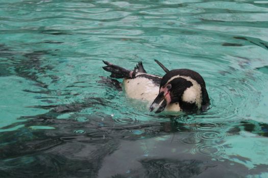 Humboldt Penguin (Spheniscus humboldti) swims