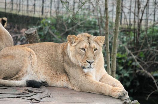 Asiatic lion close up rare and endagered golden