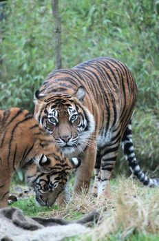 Sumatran Tiger rare and endagered tiger