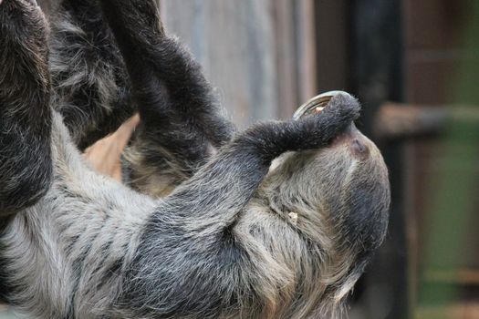 sloth long clawed eating claws showing (Choloepus hoffmanni)