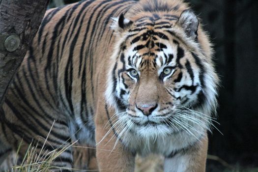 Sumatran Tiger rare and endagered tiger