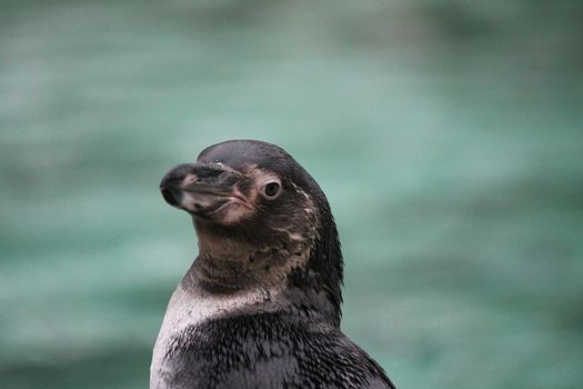 Humboldt Penguin (Spheniscus humboldti) swims