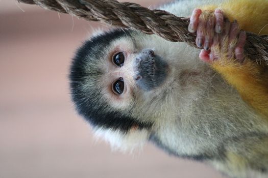 monkey squirrel black capped 