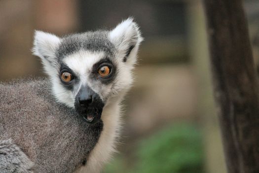 Ring-tailed Lemur monkey with orange eyes in zoo