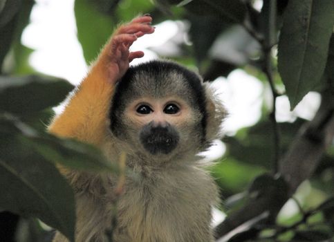 monkey squirrel black capped 