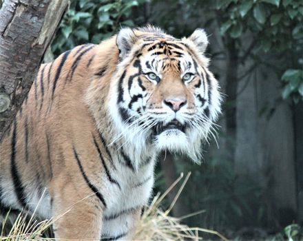 Sumatran Tiger rare and endagered tiger