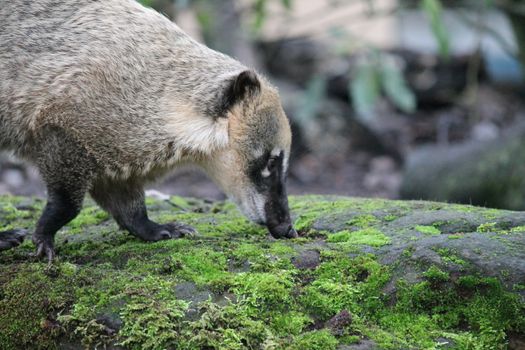 Ring-tailed coati (nasua Nasua) looking for food