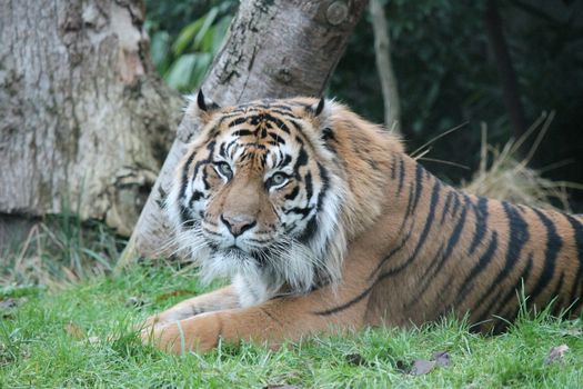 Sumatran Tiger rare and endagered tiger