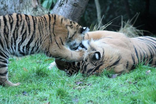 Sumatran Tiger rare and endagered tiger playful cub