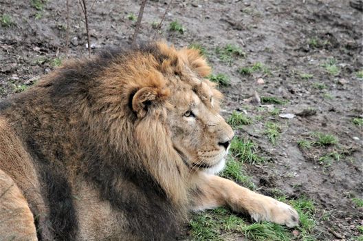 Asiatic lion close up rare and endagered golden