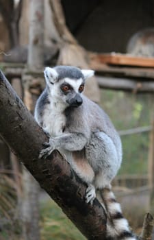 Ring-tailed Lemur monkey with orange eyes in zoo