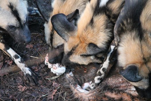 African hunting dog pack eating horse carcas tearing apart