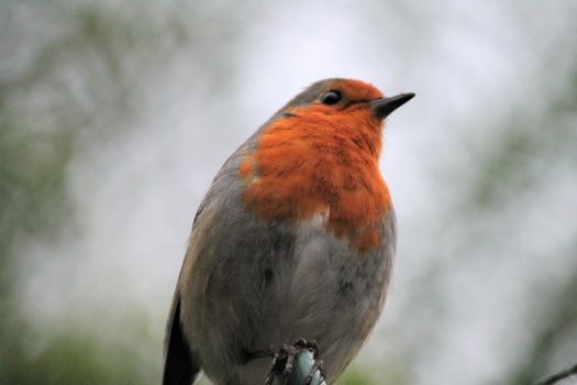 robin red-breast bird closeup