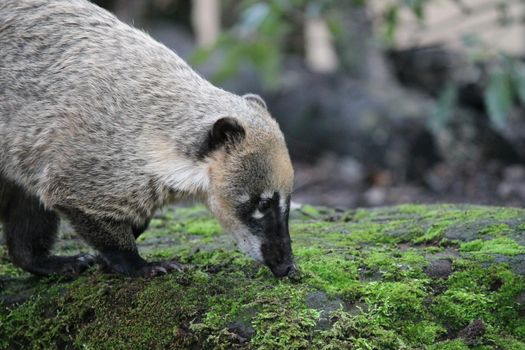 Ring-tailed coati (nasua Nasua) looking for food