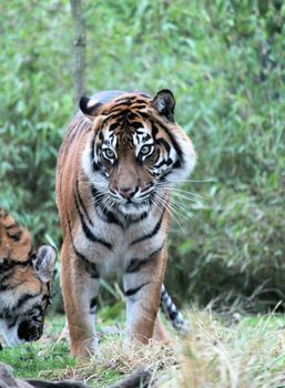 Sumatran Tiger rare and endagered tiger