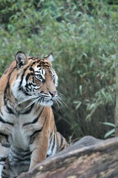 Sumatran Tiger rare and endagered tiger