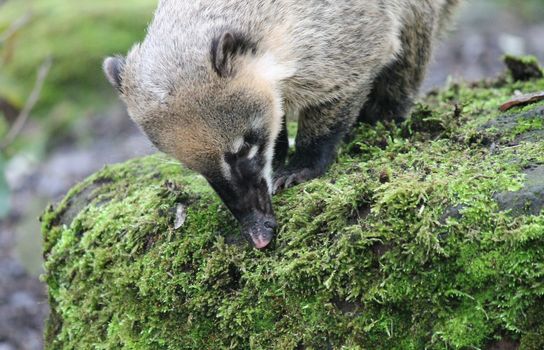 Ring-tailed coati (nasua Nasua) looking for food