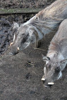 warthog from Africa with pair curved tusks