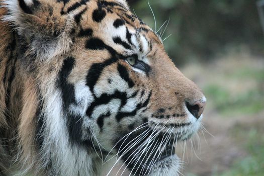 Sumatran Tiger rare and endagered tiger