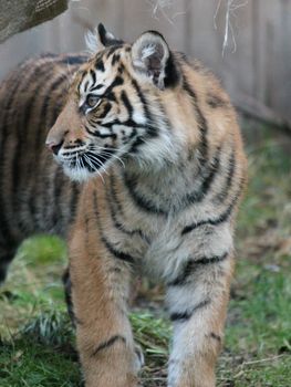 Sumatran Tiger rare and endagered tiger cub