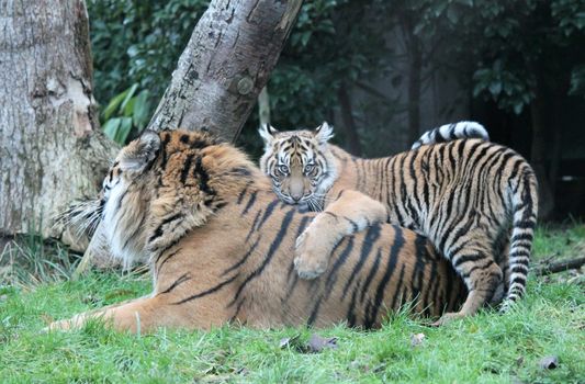 cub Sumatran Tiger rare and endagered tiger