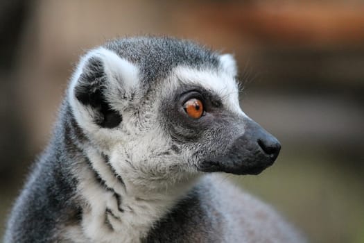 Ring-tailed Lemur monkey with orange eyes in zoo
