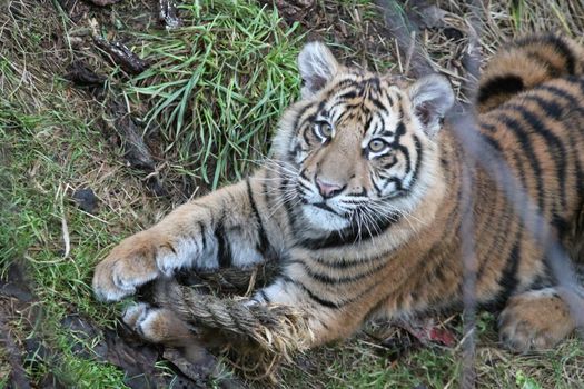 Sumatran Tiger rare and endagered tiger